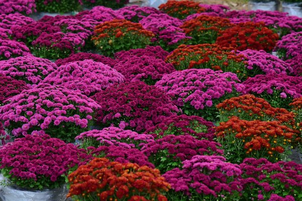 Rénovation d'une maison de ville : Conseils et astuces