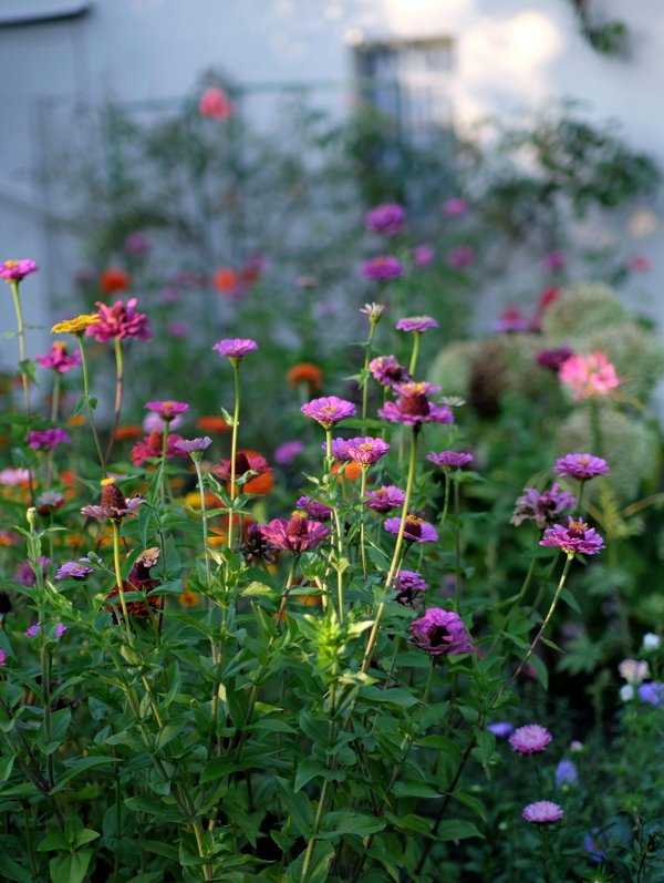 Découvrez saint amour : embellissez votre jardin avec passion